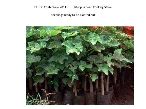 Jatropha Seed Cooking Stove: Development and Promotion