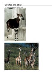 Giraffes and okapi