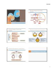 Ch15-1 Lateral plate mesoderm