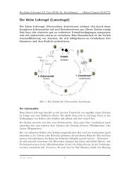 Kleiner Leberegel - Dicrocoelium dentriticum - Michael Gasperl Online