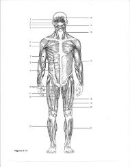 Page 1 Page 2 25. Identify the numbered muscles in Figure 6-11 by ...