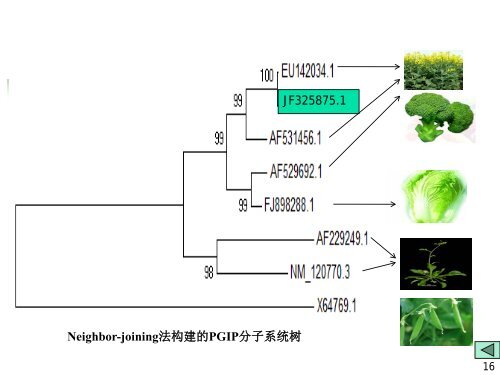 青花菜PGIP基因的生物信息学分析 - abc