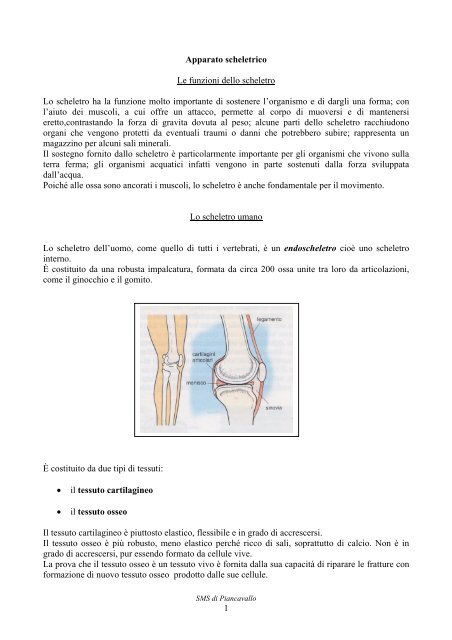 Apparato scheletrico - Scuolapiancavallo.it