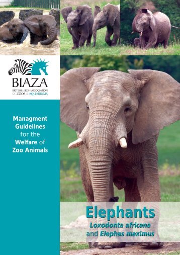 Elephants Elephants - Wildpro - Twycross Zoo