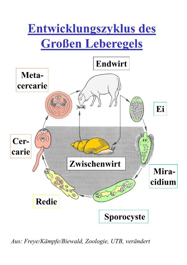Nesselzellen Magazine