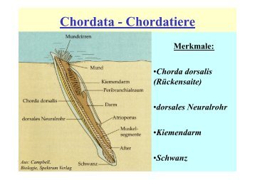 Chordata - Chordatiere Merkmale