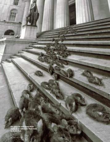 Una plaga de ratas fotografiada afuera de un edificio ... - diasiete.com