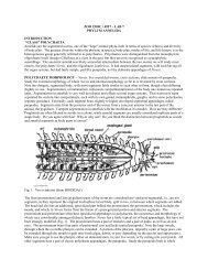 Lab 6: Annelida