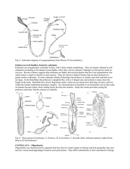 Lab 6: Annelida