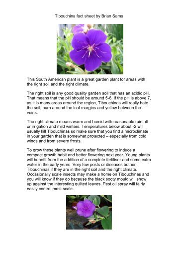 Tibouchina fact sheet by Brian Sams This South American plant is a ...