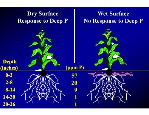 Soil Fertility - Texas A&M AgriLife