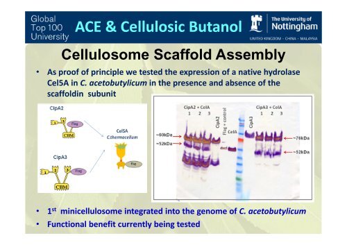 Chromosome - Fapesp