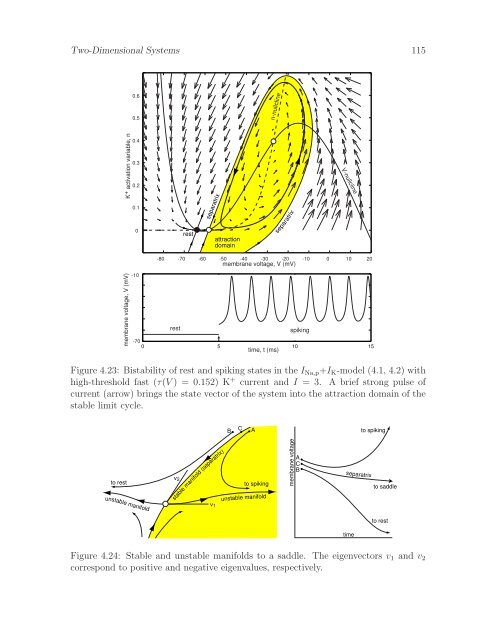 Dynamical Systems in Neuroscience: