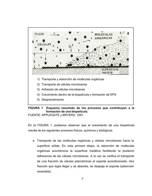 Portada tesis Jorge RÃ­os Alveal.DOC - CyberTesis UACh ...