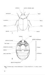 Vol 5 Part 3. Adults and Larvae of Hide, Larder and Carpet Beetles ...