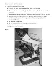 Use of Compound Light Microscopes I. Parts of ... - Faculty.rmc.edu