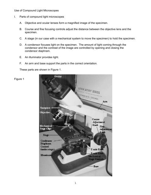 Use of Compound Light Microscopes I. Parts of ... - Faculty.rmc.edu