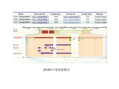水稻Dwarf 14（D14）基因及其编码产物的生物信息学分析 - abc