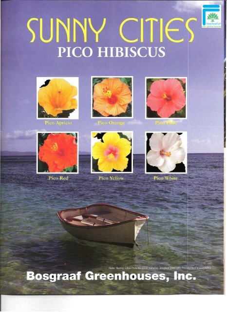 Sunny Cities PICO Hibiscus - Info Sheet (PDF) - ForemostCo