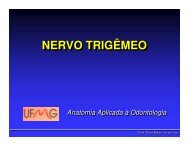 Nervo TrigÃªmeo - ICB - UFMG