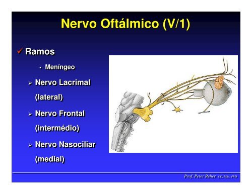 Nervo TrigÃªmeo - ICB - UFMG