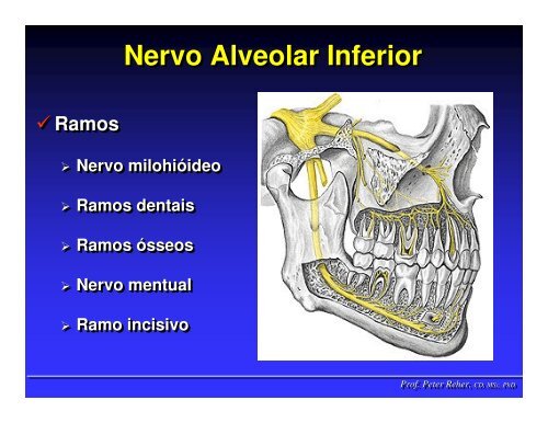 Nervo TrigÃªmeo - ICB - UFMG