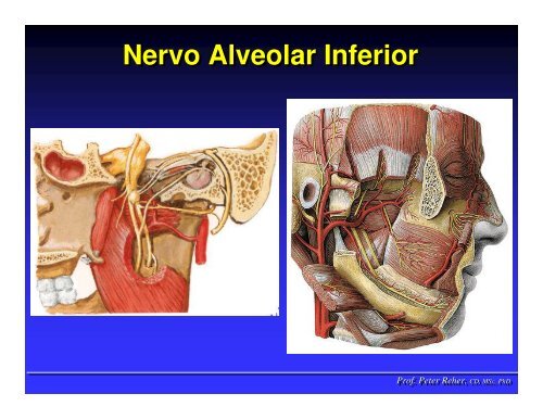 Nervo TrigÃªmeo - ICB - UFMG