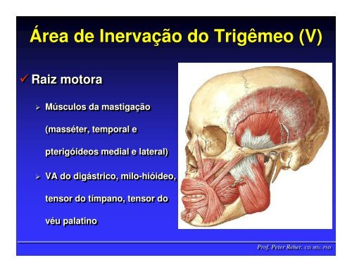 Nervo TrigÃªmeo - ICB - UFMG