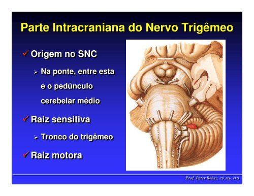 Nervo TrigÃªmeo - ICB - UFMG