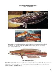 Channa micropeltes (Cuvier, 1831) Giant Snakehead