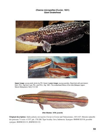 Channa micropeltes (Cuvier, 1831) Giant Snakehead