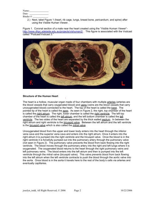 PDF Lesson 2: Structure of the Mammalian Heart - Cary Academy