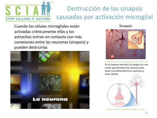 La Activación Microglial En El Autismo - Curando el Autismo