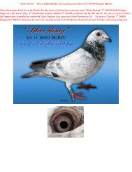 “Silver Henry” SA 11 10083 BGRZC-Van Loon ... - pigeon sales