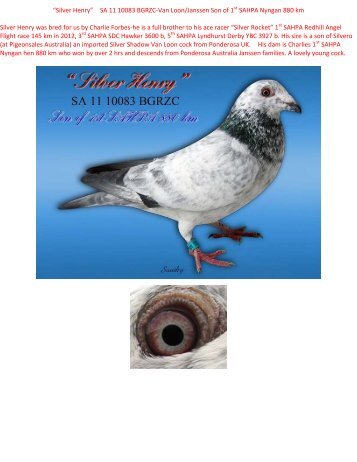 “Silver Henry” SA 11 10083 BGRZC-Van Loon ... - pigeon sales