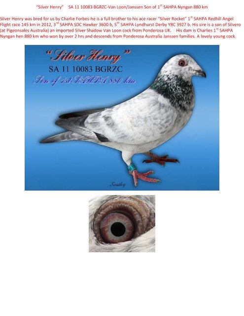 Silver Henry” SA 11 10083 BGRZC-Van Loon ... - pigeon sales
