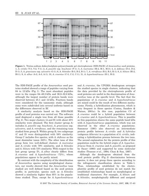 Electrophoretic characterization of Amaranthus L. seed proteins and ...