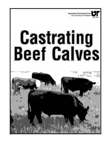 Castrating Beef Calves - Walker