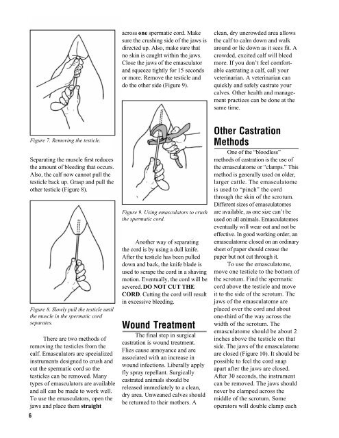 Castrating Beef Calves - Walker