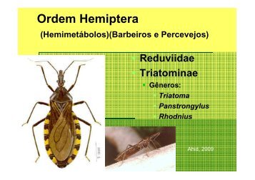 Ordem Hemiptera - Ufersa