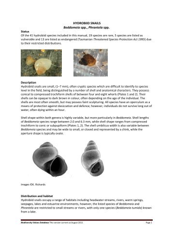 HYDROBIID SNAILS Beddomeia spp., Phrantela spp.