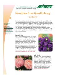 Novelties from Quedlinburg - asters - - Satimex