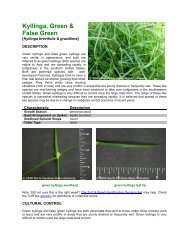 Kyllinga, Green & False Green - TurfFiles - North Carolina State ...