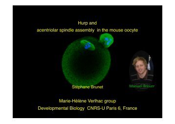 Hurp and acentriolar spindle assembly in the mouse oocyte ... - eshre