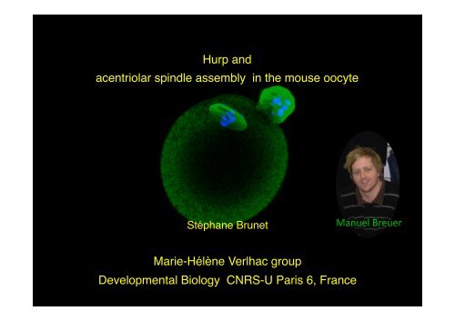 Hurp and acentriolar spindle assembly in the mouse oocyte ... - eshre