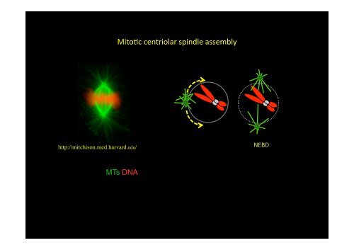 Hurp and acentriolar spindle assembly in the mouse oocyte ... - eshre