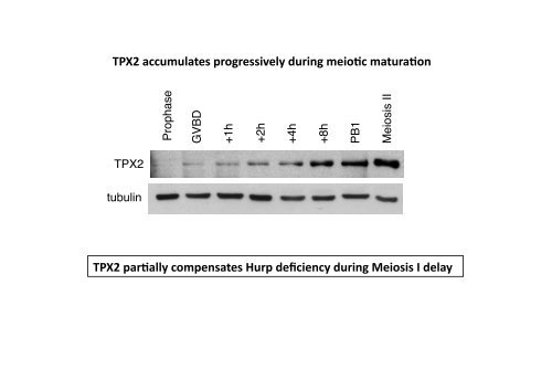 Hurp and acentriolar spindle assembly in the mouse oocyte ... - eshre