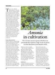 Amsonia in cultivation - Rick Darke