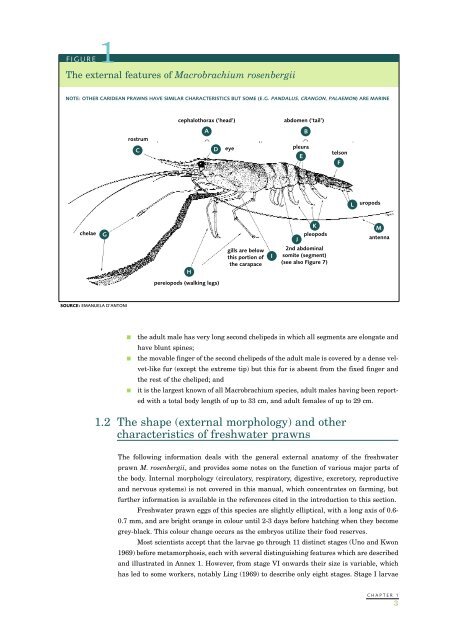 Farming freshwater prawns