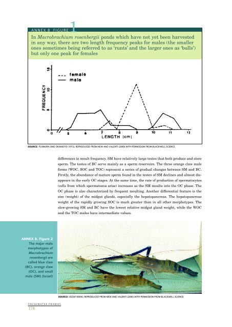 Farming freshwater prawns